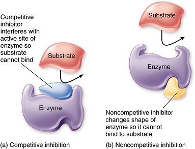 Enzyme inhibition mechanisms