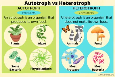 Autotroph vs heterotroph comparison