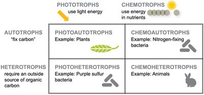 Metabolic diversity diagram