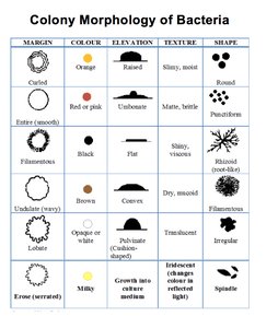 Colony morphology of bacteria