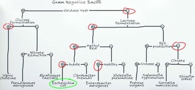 Amino acid catabolism test flowchart