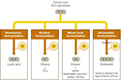 Types of fermentation pathways