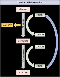 Lactic acid fermentation pathway