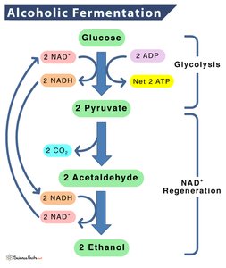 Alcoholic fermentation pathway