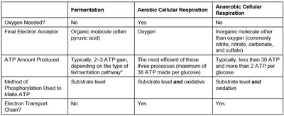 Comparison table of fermentation, aerobic, and anaerobic respiration