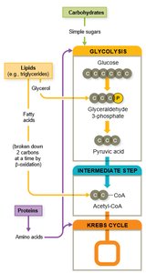 Lipid catabolism pathway