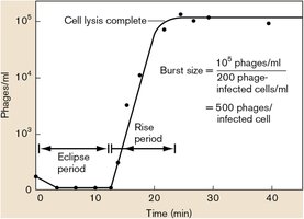 One-step growth curve of bacteriophage