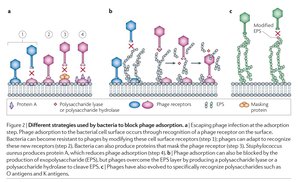 Strategies used by bacteria to block phage adsorption
