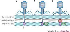Mechanisms preventing phage DNA entry into bacteria