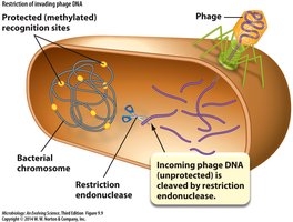 Restriction of invading phage DNA by restriction endonuclease