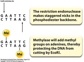 EcoRI restriction site and methylation protection