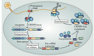 CRISPR-Cas system in action