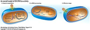 Anatomy of a CRISPR locus