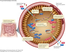The gut bacteriophage community