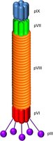 Filamentous phage structure