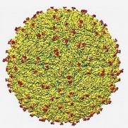 Zika virus structure
