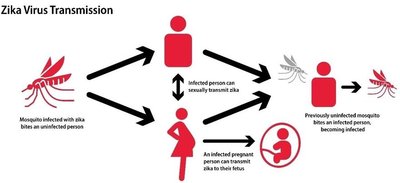 Diagram of Zika virus transmission routes