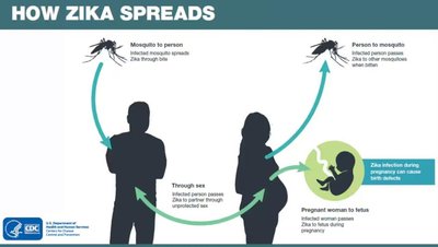 Diagram of how Zika spreads
