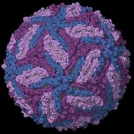 3D model of Zika virus particle