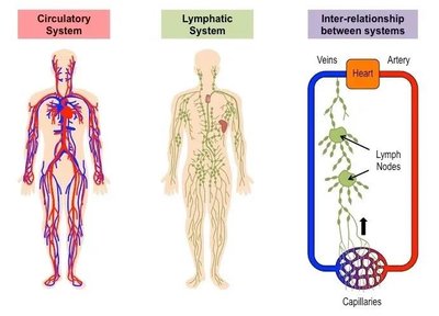 Diagram of circulatory and lymphatic systems and their interrelationship