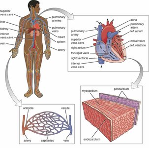 Detailed anatomy of the cardiovascular system including heart and vessels