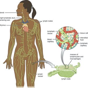 Lymphatic system anatomy and lymph node structure
