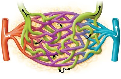 Diagram showing flow of blood and lymphatic fluid between vessels and tissues