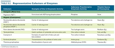 Representative cofactors of enzymes
