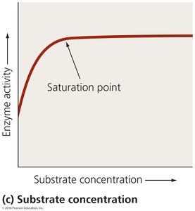 Effect of substrate concentration on enzyme activity