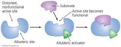 Allosteric activation