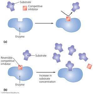 Competitive inhibition of enzyme activity