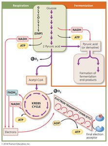 Summary of glucose catabolism