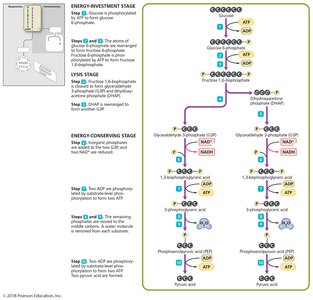 Glycolysis by the EMP pathway