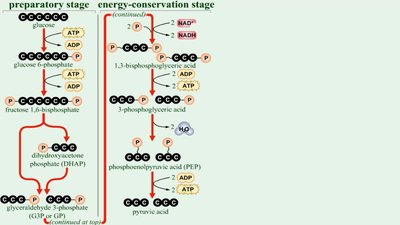Glycolysis steps