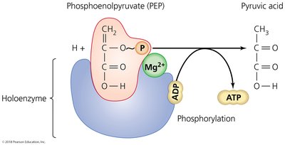 Example of substrate-level phosphorylation