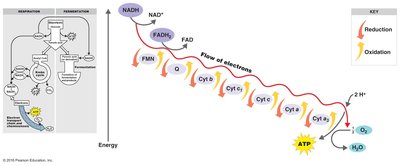 Electron transport chain