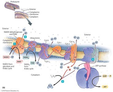 Electron transport chain arrangement