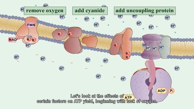 Factors affecting ATP yield in ETC