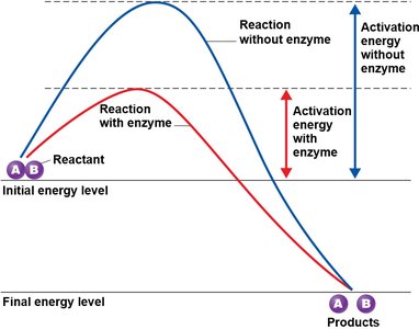 Energy requirements of a chemical reaction with and without enzyme