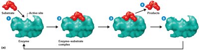 Mechanism of enzymatic action