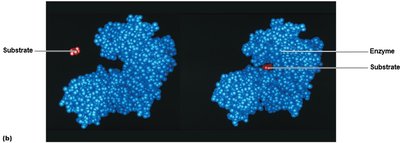 Enzyme-substrate complex formation