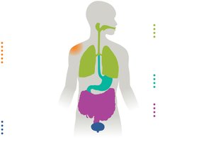 Distribution of normal microbiota in the human body