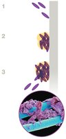 Biofilm formation and structure