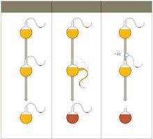 Pasteur's S-necked flask experiment