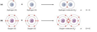 Four molecules formed by covalent bonds