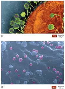 Electron micrographs of viruses attaching to host cells