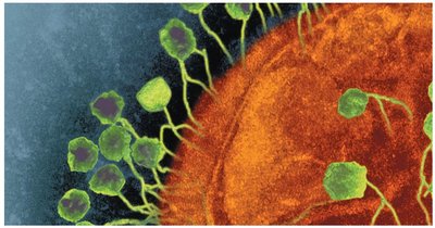Diagram of virus attachment to host cell receptors