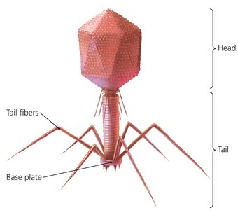 Structure of a bacteriophage with head, tail, tail fibers, and base plate