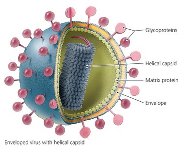 Diagram of an enveloped virus with helical capsid, showing glycoproteins, matrix protein, and envelope