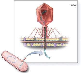 Bacteriophage attachment and entry into a bacterial cell